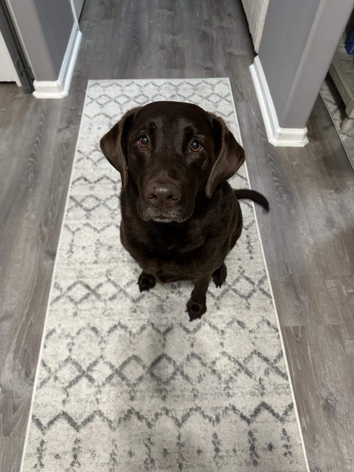 JONATHAN Y Boho Vintage Diamond Cream/Gray Indoor Area Rug 8X10 ft, Moroccan Hype for Living Room, Bedroom, Kitchen, Office, Easy-Cleaning, High Traffic, Pet-Friendly, Non-Shedding (MOH101B-8) customer photo 1