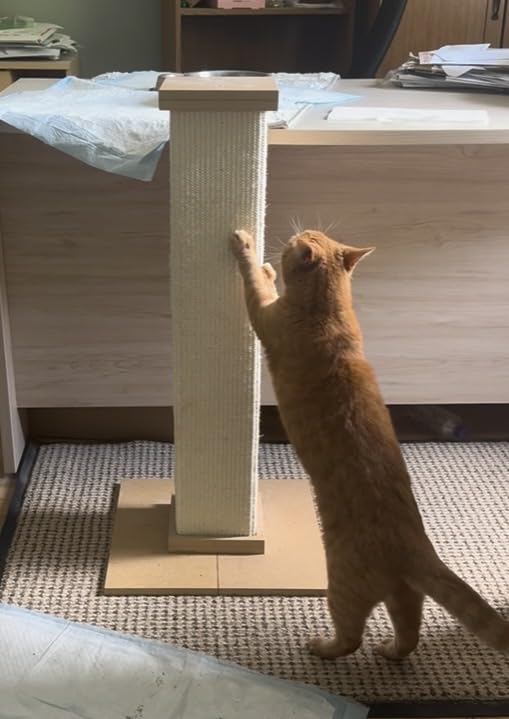 SmartCat Ultimate Scratching Post - Gray, Large 32 Inch Tower - Sisal Fiber, Simple Design - For All Cats customer photo 2