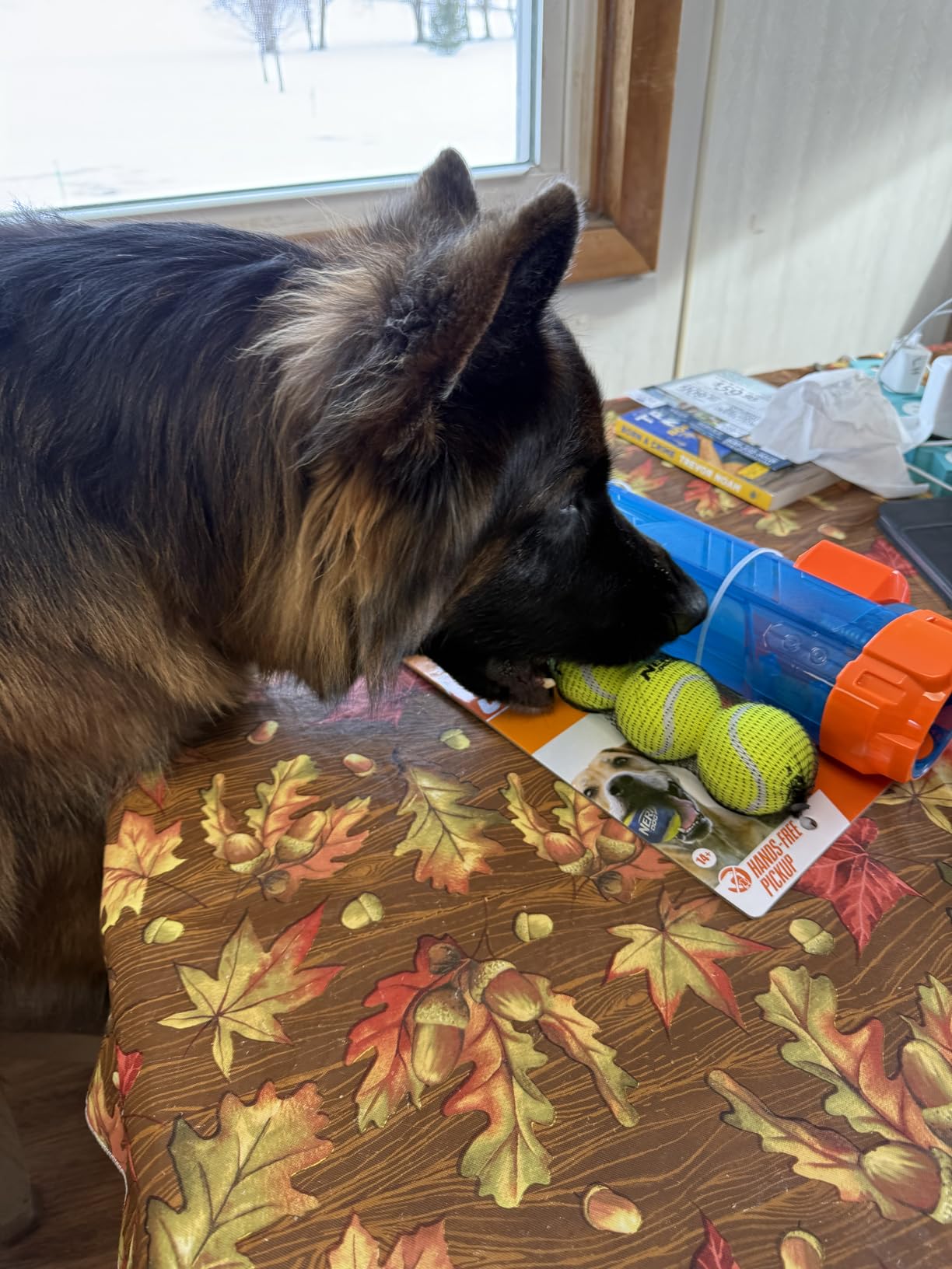 Nerf Dog Tennis Ball Blaster Dog Toy Gift Set, Tennis Ball Dog Fetch Toy Launches up to 50 ft, Dog Ball Thrower for All Breeds Includes Translucent Blue Tennis Ball Launcher and 3 Dog Tennis Balls customer photo 2