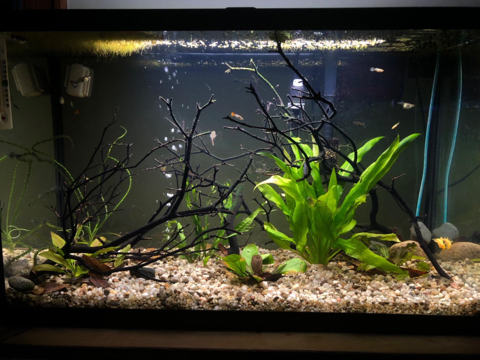 Fluval Plant 3.0 LED Planted Aquarium Lighting, 22 Watts, 15-24 Inches customer photo 1