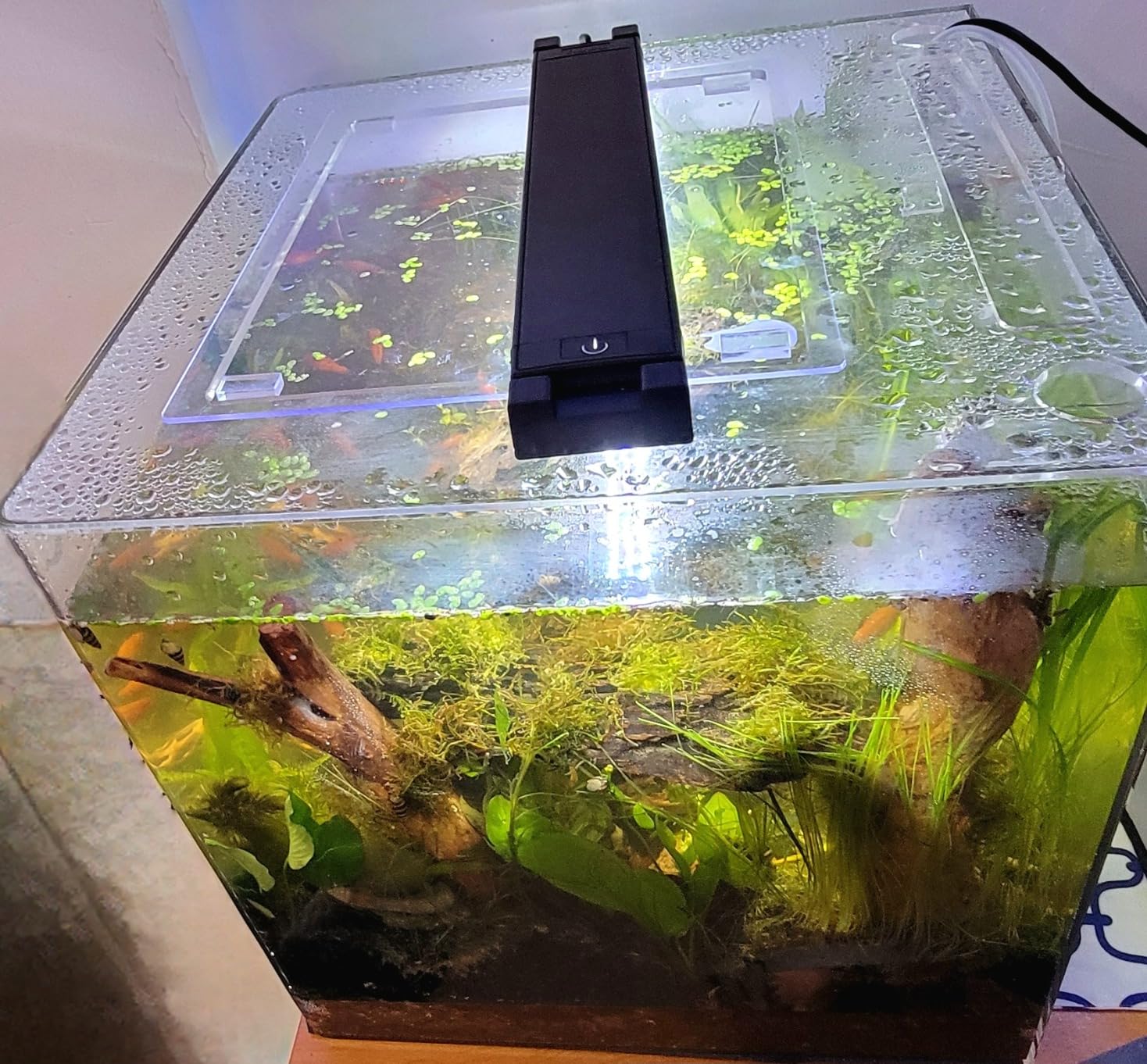 Fluval Plant 3.0 LED Planted Aquarium Lighting, 22 Watts, 15-24 Inches customer photo 2