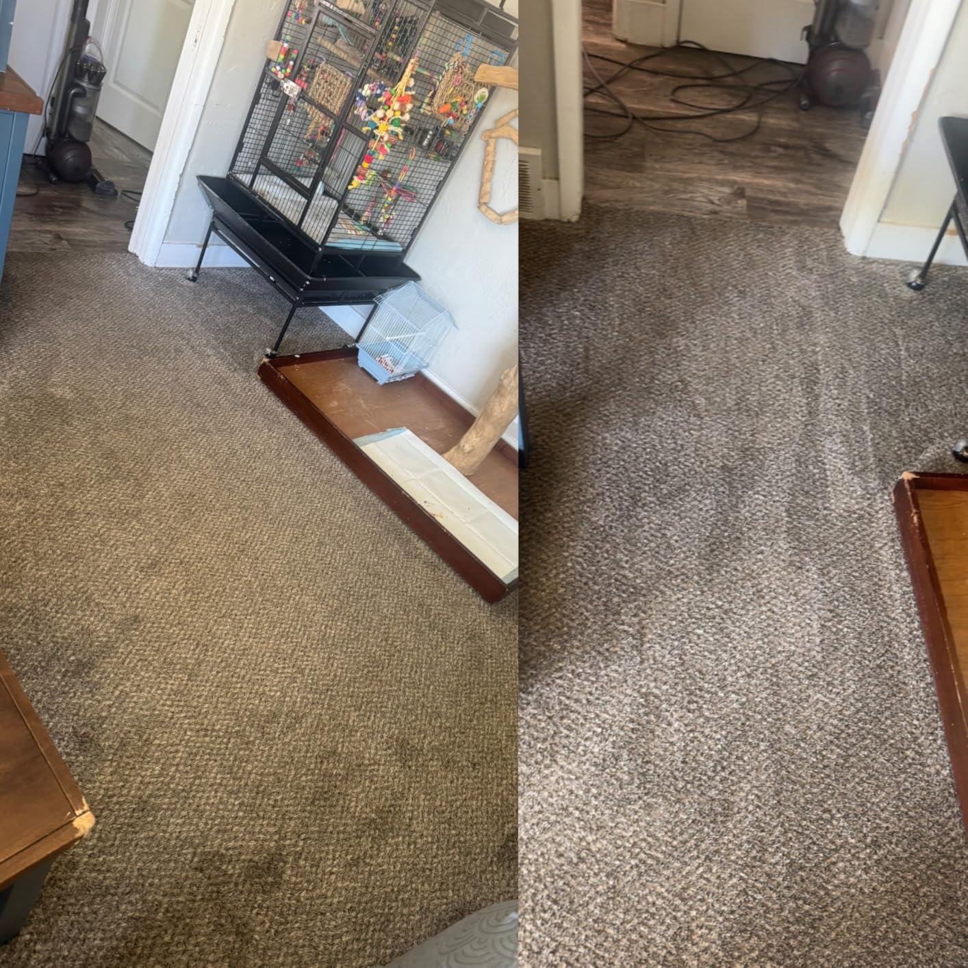 Rug Doctor Mighty Pro X3 Commercial Carpet Cleaner with Pet Cleaner Pack customer photo 1