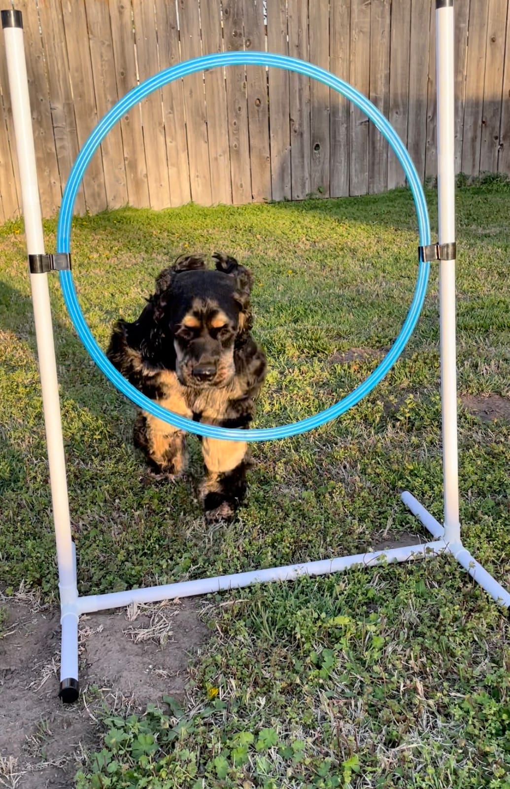 Better Sporting Dogs 3 Piece Dog Agility Equipment Set | Agility Jump, Tire Jump, 10' Tunnel with Sandbags customer photo 2