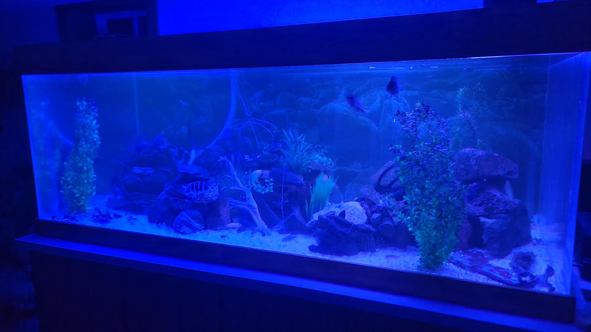 hygger Advanced LED Aquarium Light with Timer, 24/7 Lighting Cycle & DIY Mode, Full Spectrum Fish Tank Light for 30-36 in Freshwater Planted Tank customer photo 1