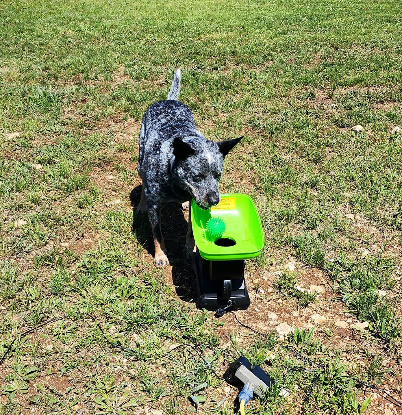 Franklin Sports Ready Set Fetch Automatic Tennis Ball Launcher - Black | Plug-In Power Adapter, No Batteries Required, Adjustable Throw Distance, Audible Safety Alert, Great For Large + Medium Dogs customer photo 2