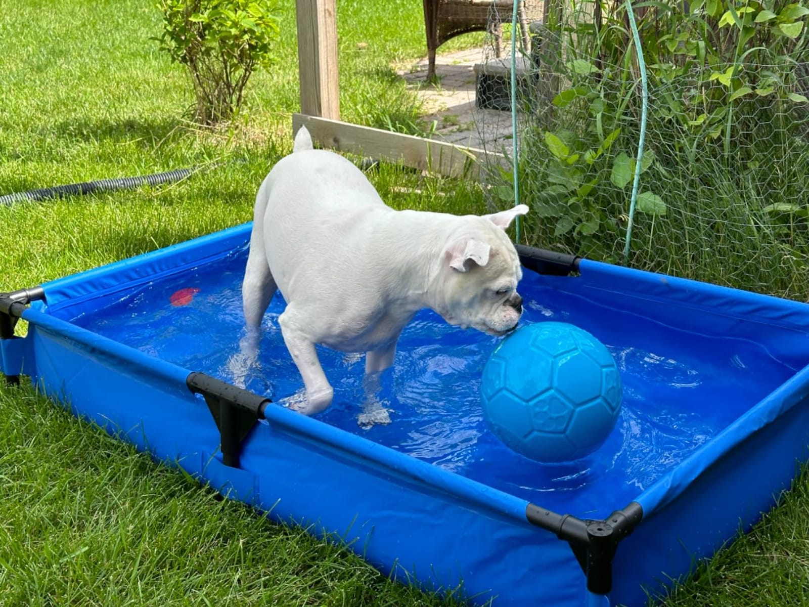 K&H Dog Pool, Portable Pet Bath, X-Large 50x32in, Chill Blue | Dog Pools for Large Dogs & Puppies, Splash Pad, Foldable Pool Design, Heavy Duty Liner with Metal Frame, Easy Drain Plug customer photo 2