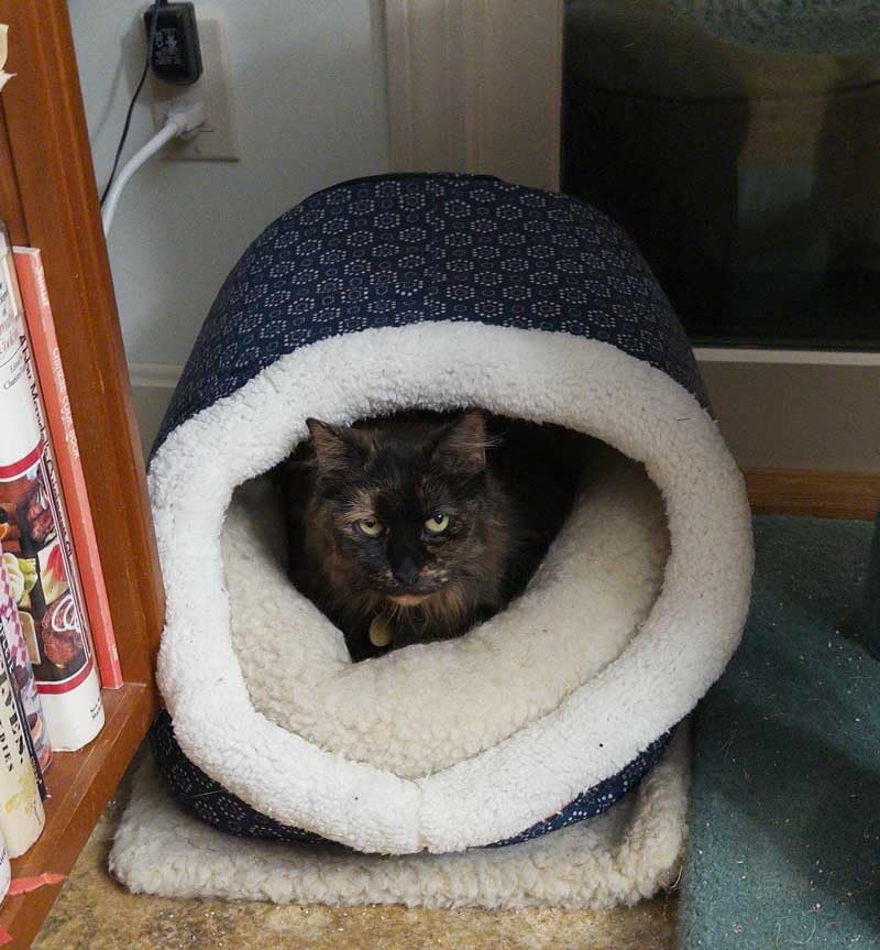 K&H Heated Cat Bed, Thermo-Pet Cave Indoor, Safety Listed, 4W, Gray | Removable Waterproof Cat Heating Pad, Heated Pet Bed for Dogs & Cats, Covered Cave Pet Tent, Collapsible, Machine Washable customer photo 2
