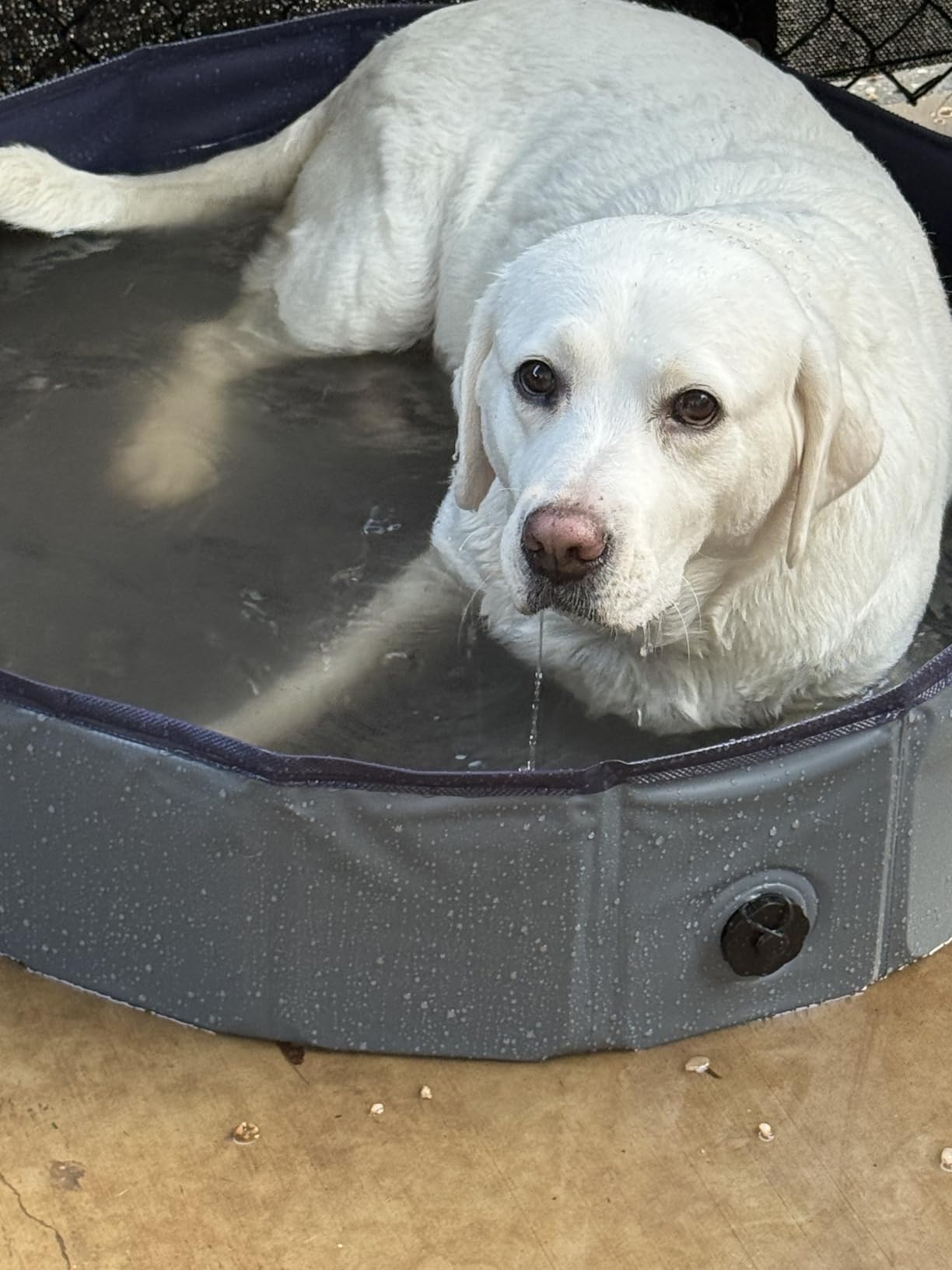 Niubya Foldable Dog Pool, Collapsible Plastic Dog Swimming Pool, 64x12in | Portable Bath Tub for Large Pets Dogs, Pet Wading Pool Indoor and Outdoor Use customer photo 2