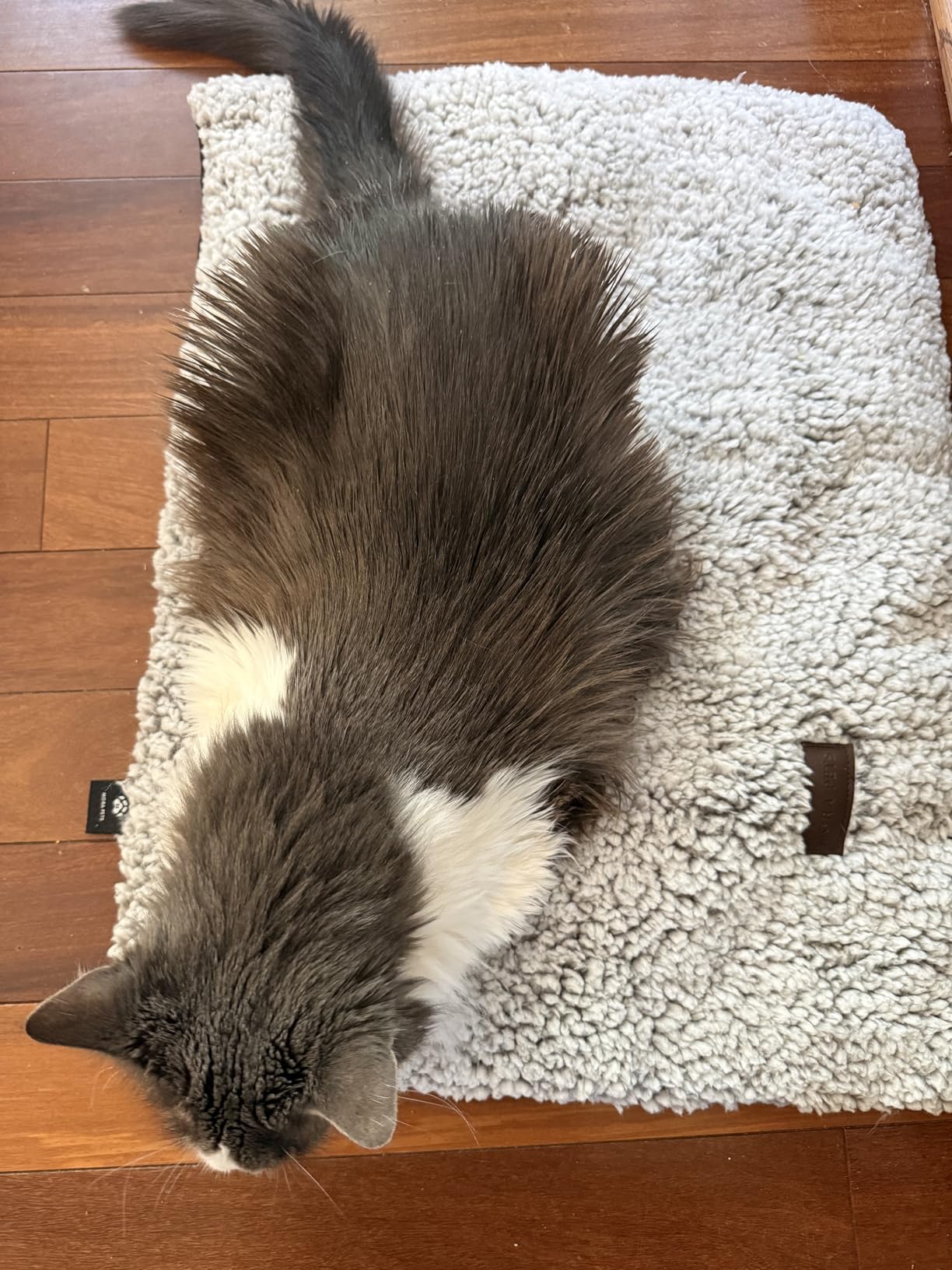 Self Warming Cat Bed Self Heating Cat Dog Mat 24 x 18 inch Extra Warm Thermal Pet Pad for Indoor Outdoor Pets with Removable Cover Non-Slip Bottom Washable Non Electric customer photo 1