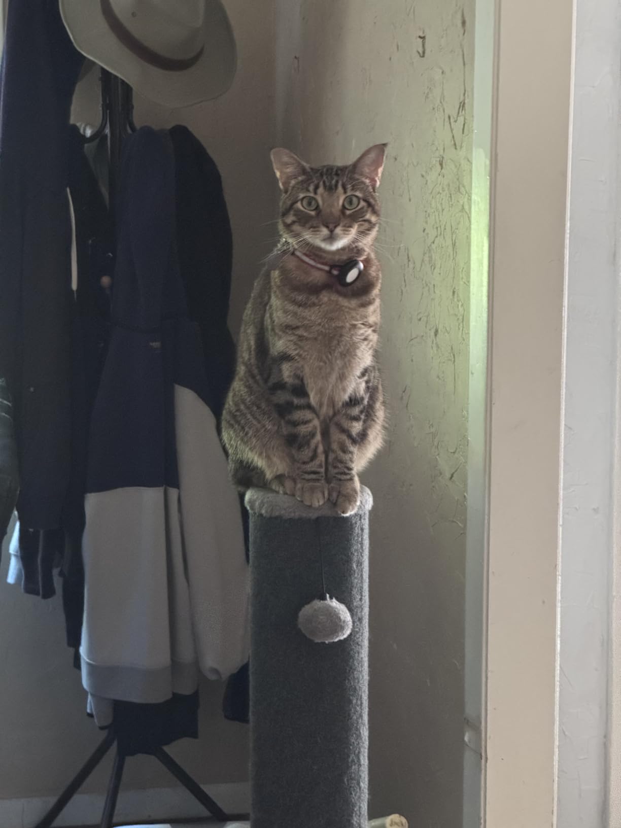 Cat Craft 41