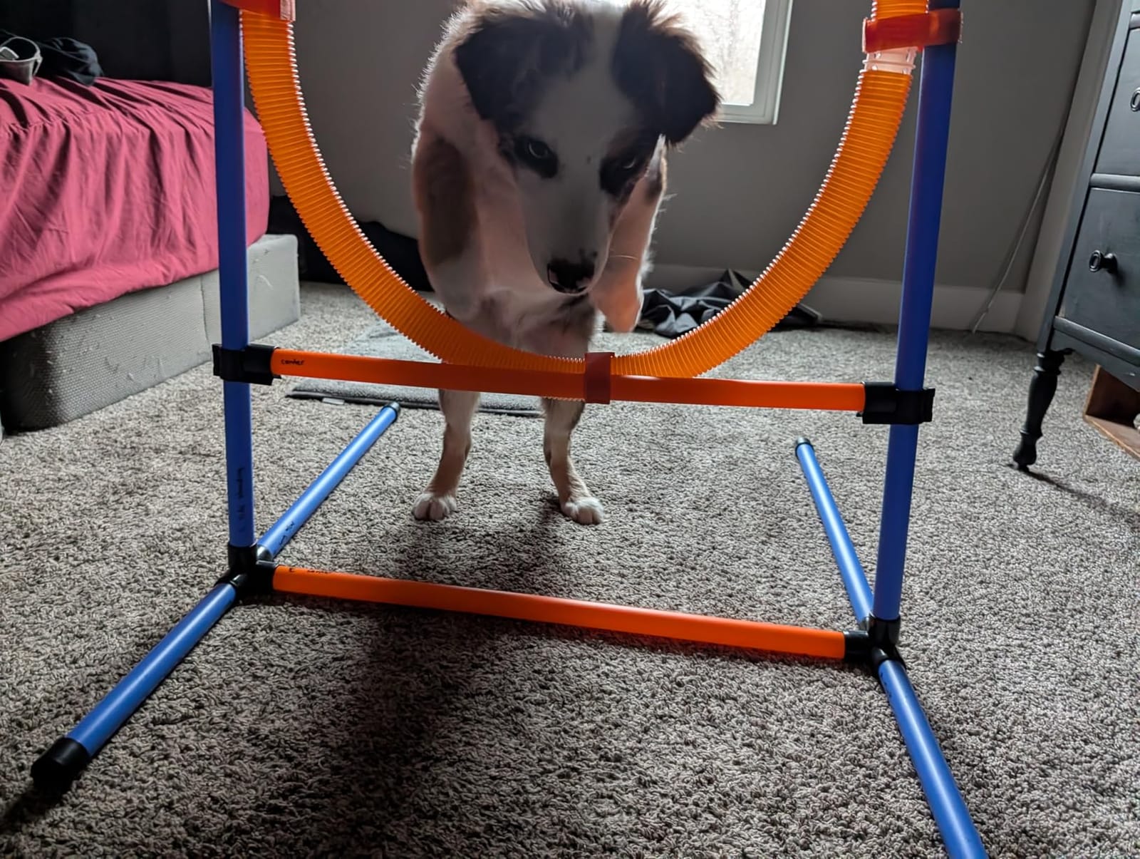 Dog Agility Training Equipment, 60-piece Dog Obstacle Course Training Starter Kit with Tunnel, Agility Hurdle, Weave Poles, Jump Ring, Pause Box, Toy Balls and Storage Bag customer photo 2