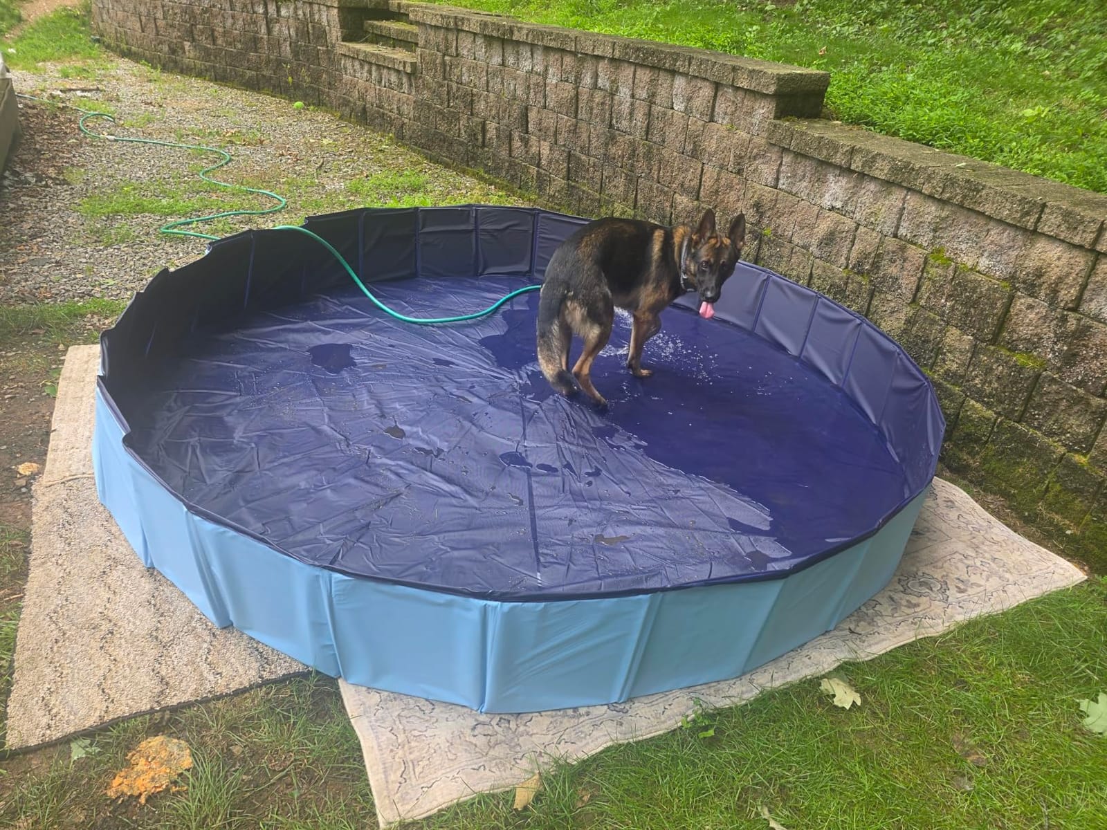 VISTOP Extra Large Foldable Dog Pool XXL, Hard Plastic Shell Portable Swimming Pool for Dogs Cats and Kids Pet Puppy Bathing Tub Collapsible Kiddie Pool (67inch.D x 11.8inch.H, Blue) customer photo 1