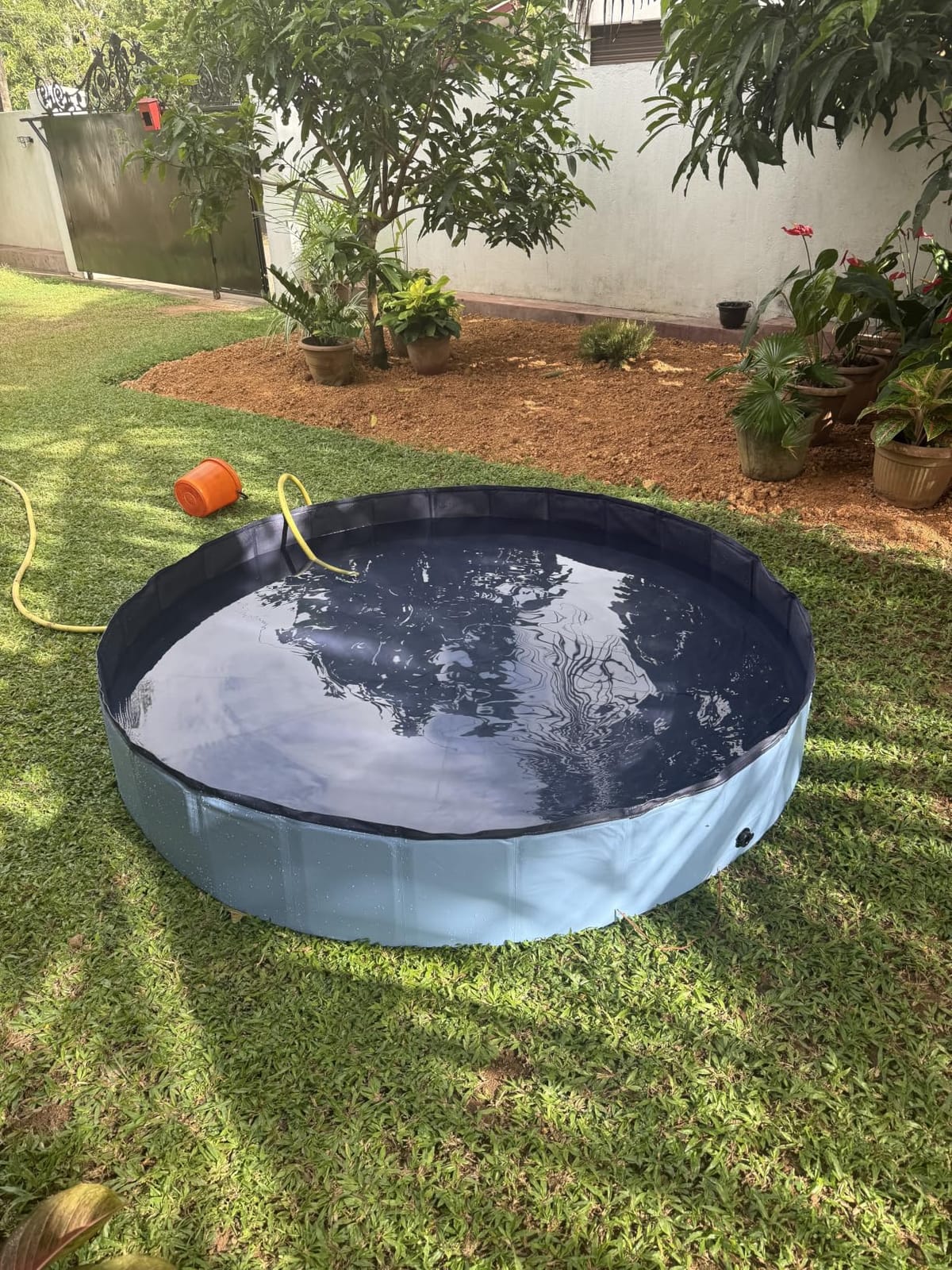 Niubya Foldable Dog Pool, Collapsible Plastic Dog Swimming Pool, 72x12 in | Portable Bath Tub for Large Pets Dogs, Pet Wading Pool Indoor and Outdoor Use customer photo 2