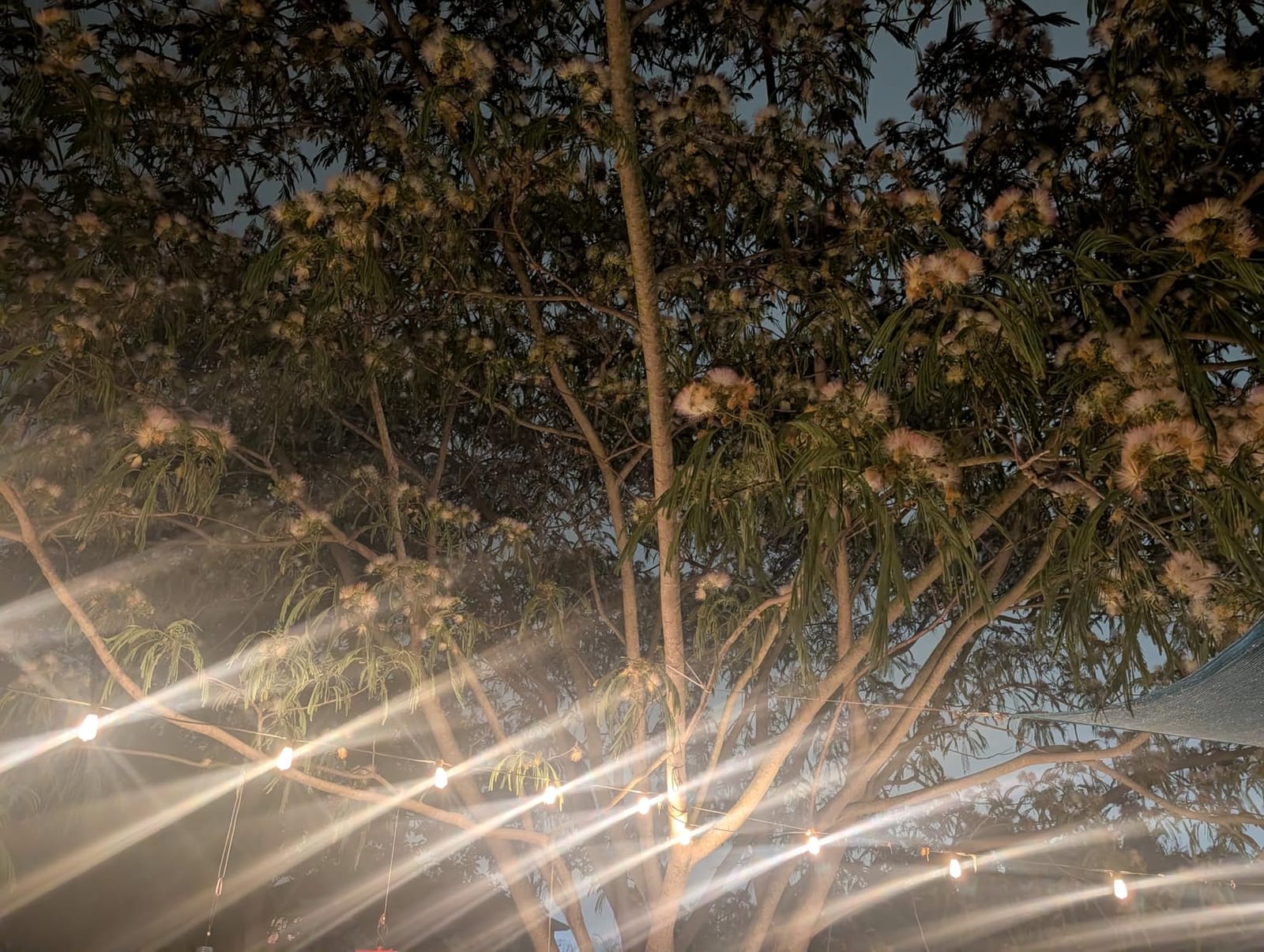 Brightever 100FT Outdoor String Lights 52 Bulbs, Waterproof Patio Lights | 2 Spare ST38 Edison Bulbs Dimmable, Connectable Plug-in LED Outdoor Lighting for Porch, Garden, Backyard, Balcony, 2700K customer photo 1