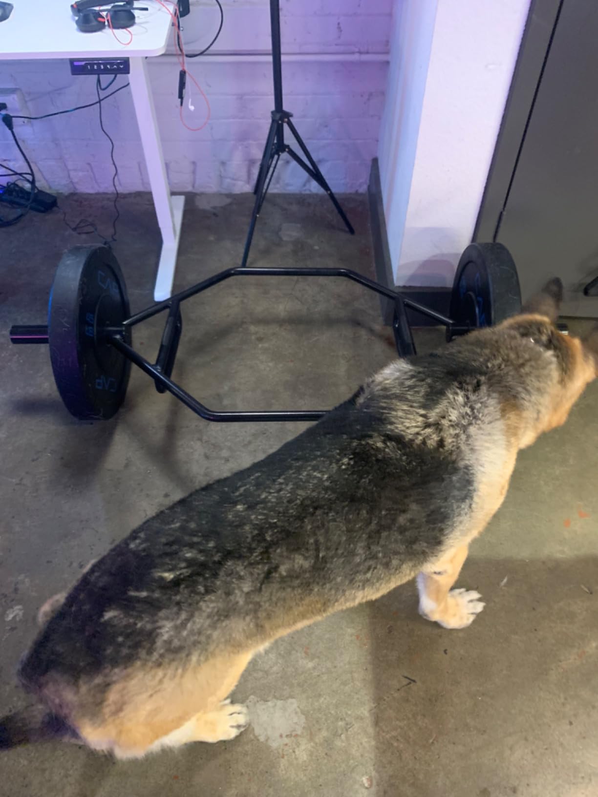 CAP Olympic Trap Bar | Heavy-Duty Hex Shrug & Deadlift Weight Bar customer photo 1