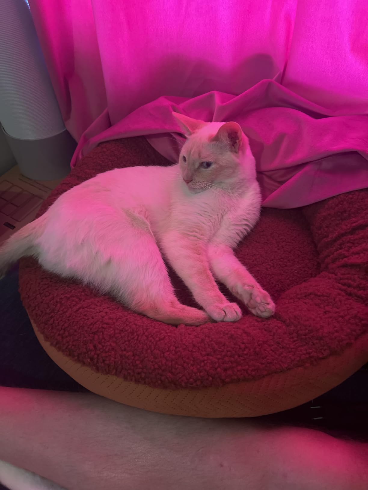 Heated Pet Beds for Indoor/Outdoor Cat & Dog Orthopedic Foam Warming Cat Beds Auto Temperature Control, Washable Cover with Waterproof Liner Thermo Kitty Electric Heating Bed customer photo 2
