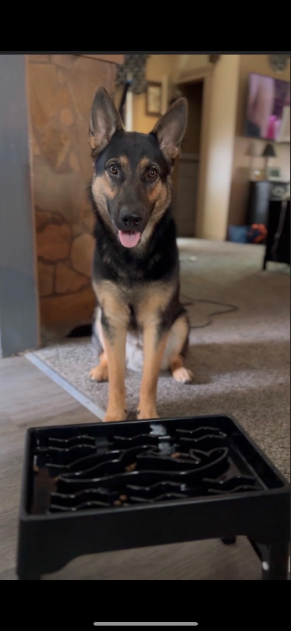 9 Cups Elevated Slow Feeder Dog Bowls 4 Adjustable Heights, Black | Raised Dog Slow Feeder Bowls, Dog Food Bowl Stand, Non Slip Anti Gulping Slow Eating Dog Bowl for Medium & Large Dogs customer photo 1