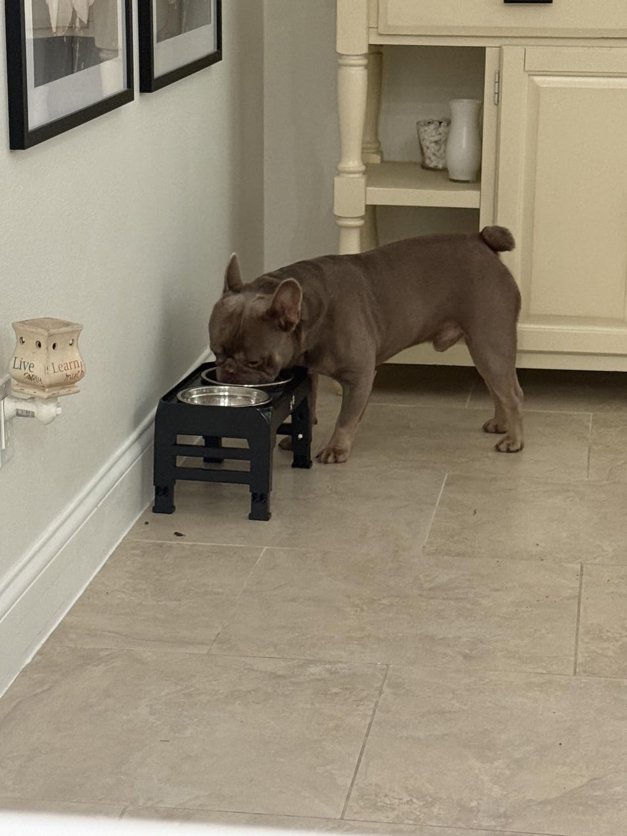 COMESOON Elevated Dog Bowls, 4 Height Adjustable Raised Bowl Stand with 2 Thick 50oz Stainless Steel Food Bowls Non-Slip Feeder Adjusts to 3.7'', 9.2'', 10.75'', 12.36'' Black, (DB-W01) customer photo 1