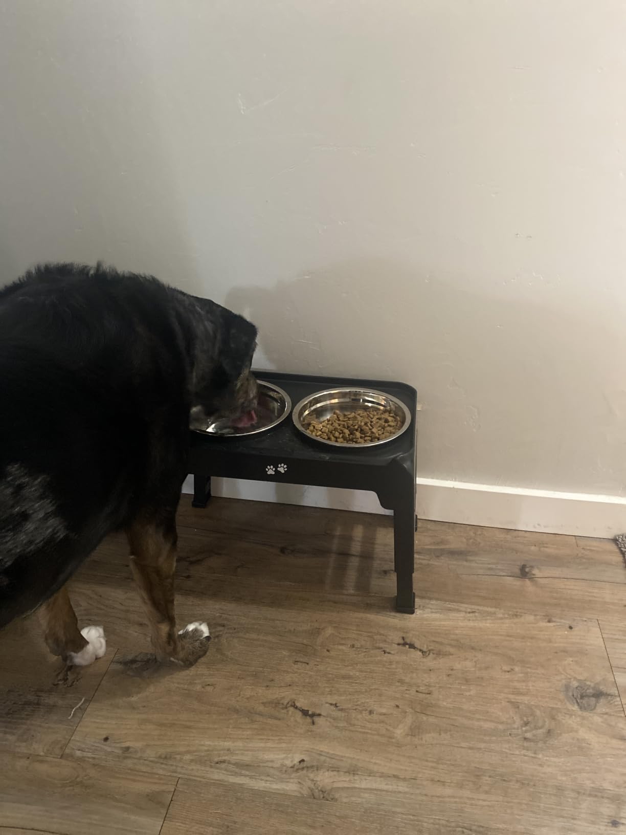 COMESOON Elevated Dog Bowls, 4 Height Adjustable Raised Bowl Stand with 2 Thick 50oz Stainless Steel Food Bowls Non-Slip Feeder Adjusts to 3.7'', 9.2'', 10.75'', 12.36'' Black, (DB-W01) customer photo 2