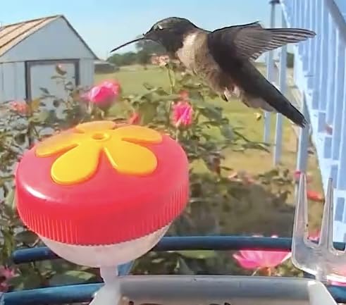 Smart Bird Feeder with Camera Solar Powered, 2K Live Stream, 5MP Photos, AI Bird Species Identification customer photo 1