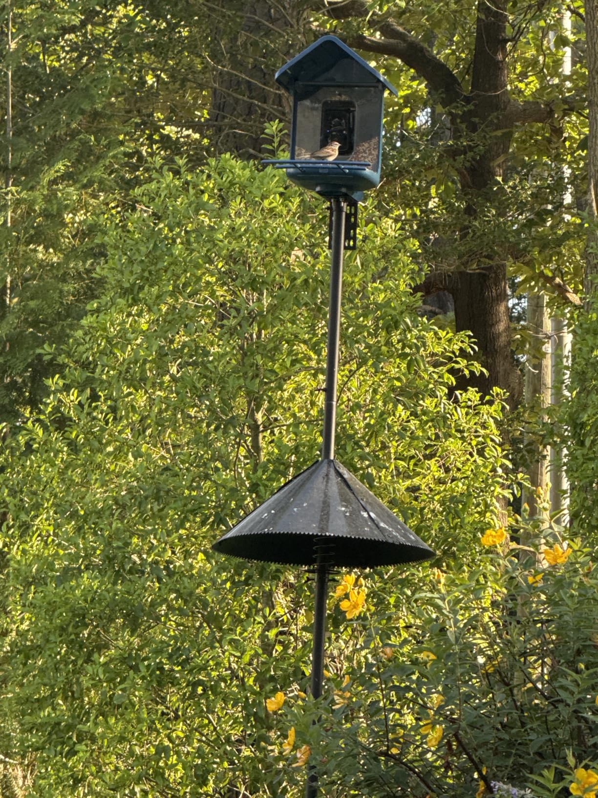 Smart Bird Feeder with Camera Solar Powered, 2K Live Stream, 5MP Photos, AI Bird Species Identification customer photo 2