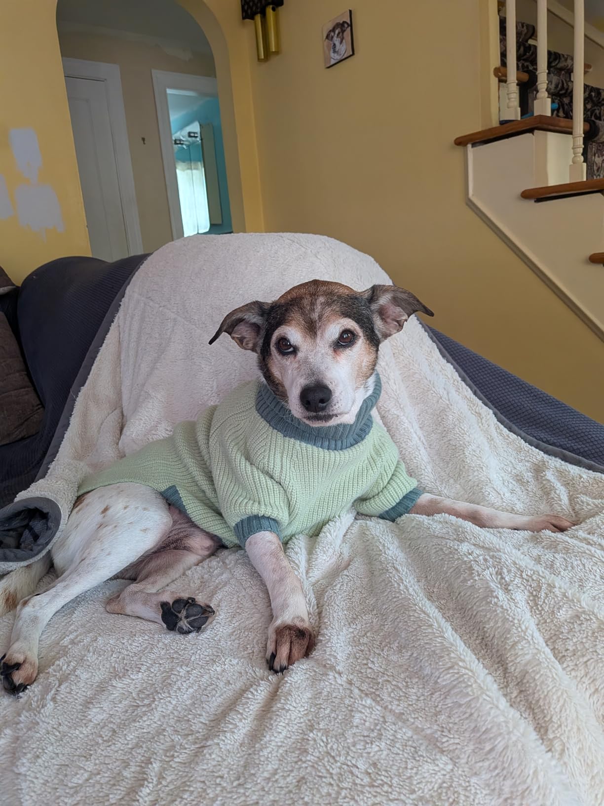 Embark Dog Age Test Kit - Estimates Dog's Age & Birthday from DNA | DNA age test for dogs using methylation science. Ideal for rescue & unknown-history dogs. Includes life-stage care tips. customer photo 2
