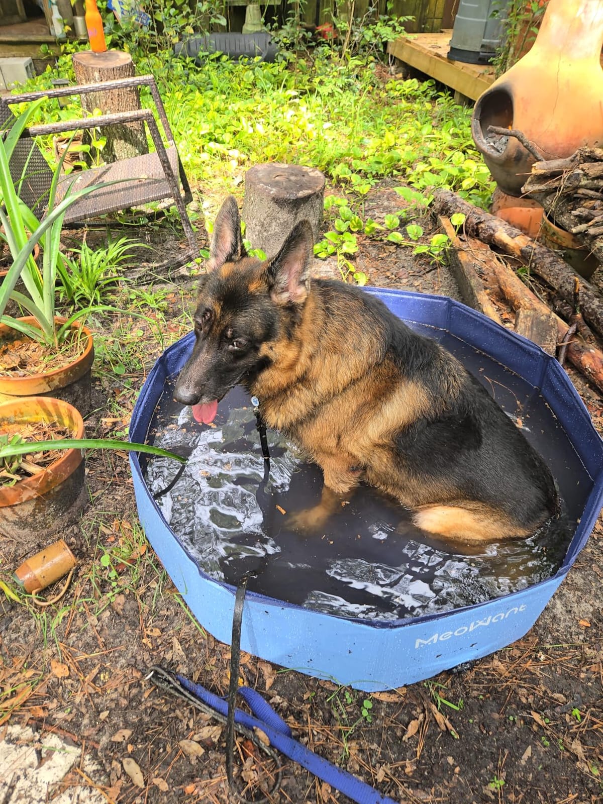 Meowant Extra Large Dog Pool Foldable 97'', Hard Plastic Kiddie Pool | Dog Swimming Pool Collapsible Dog Pet Bath Pool, Portable Deep Dog Pools for Large Dogs (5XL-97'' × 16'') customer photo 1