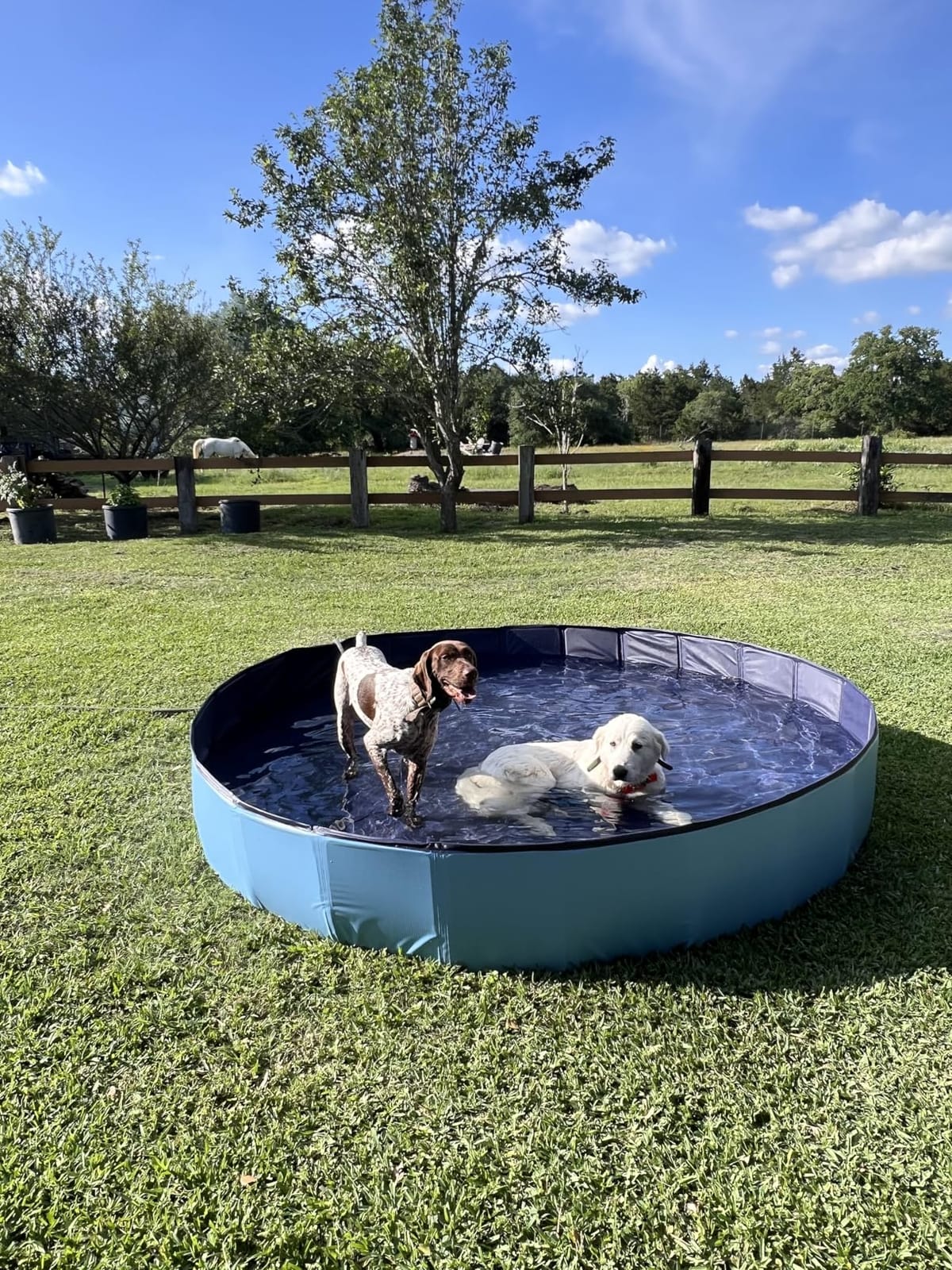 Meowant Extra Large Dog Pool Foldable 97'', Hard Plastic Kiddie Pool | Dog Swimming Pool Collapsible Dog Pet Bath Pool, Portable Deep Dog Pools for Large Dogs (5XL-97'' × 16'') customer photo 2