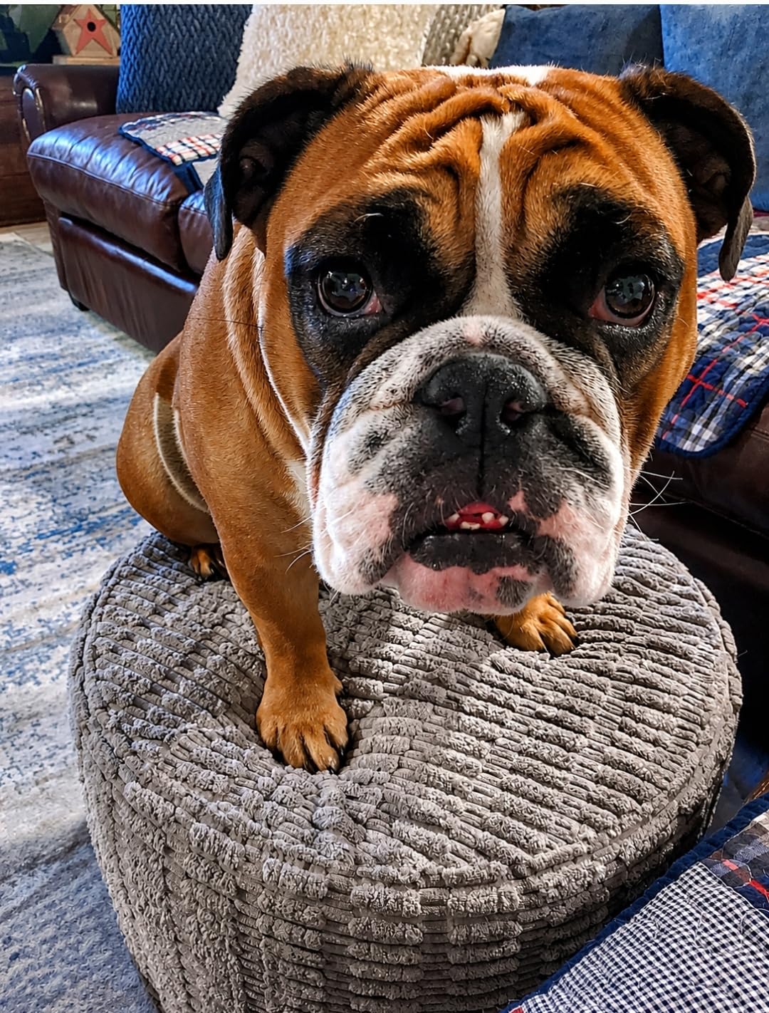 Asuprui Pouf Ottoman Round Foam Filled Foot Rest Stool Floor Pouf Footrest | 20x14 In,Light Coffee,All-One Foam Pouf, Ottoman Coffee Table,Couch Foot Rest ,Remov. Cover for Living Room Entryway Bedroom customer photo 2