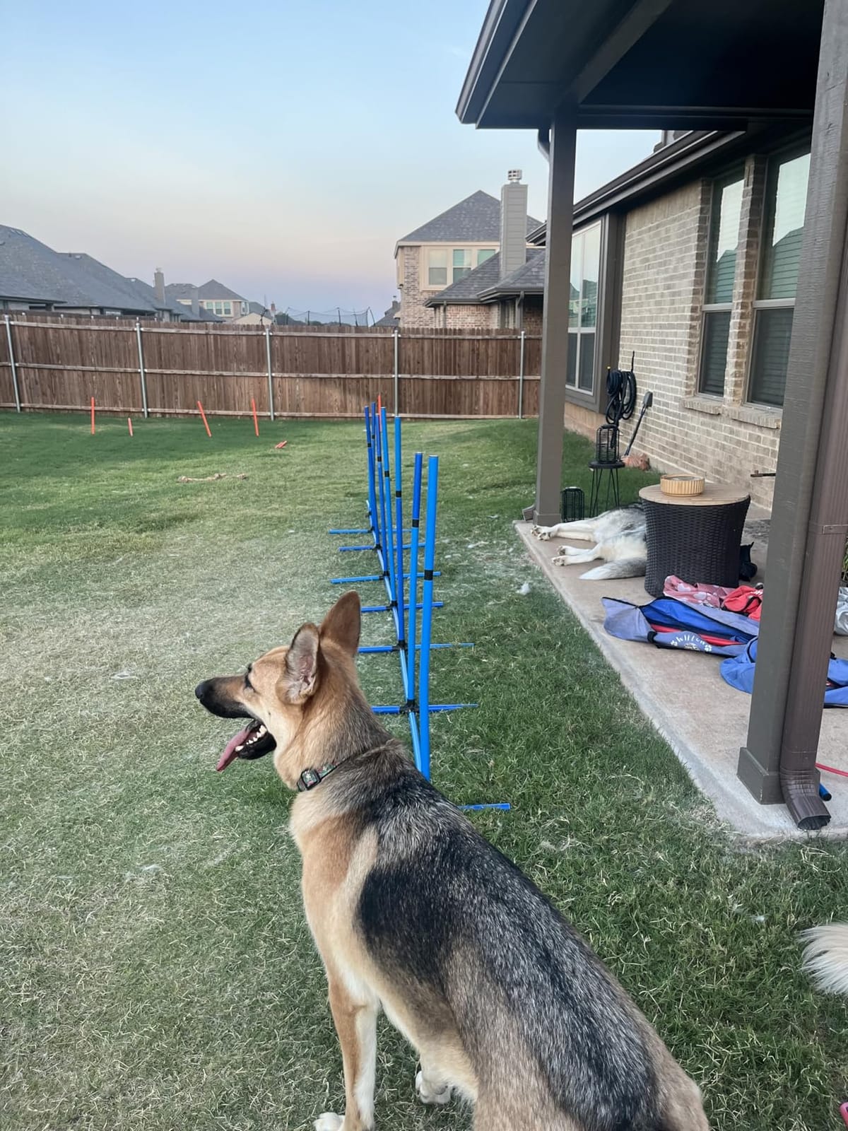 VEVOR Dog Agility Training Equipment, Dog Agility Course Backyard Set with Adjustable High Hurdles, 6 Weave Poles, Tunnel, Jump Ring, Pause Box, Whistle, Foldable Bowl, Storage Bag, Puppy Obstacle Course Kit customer photo 1