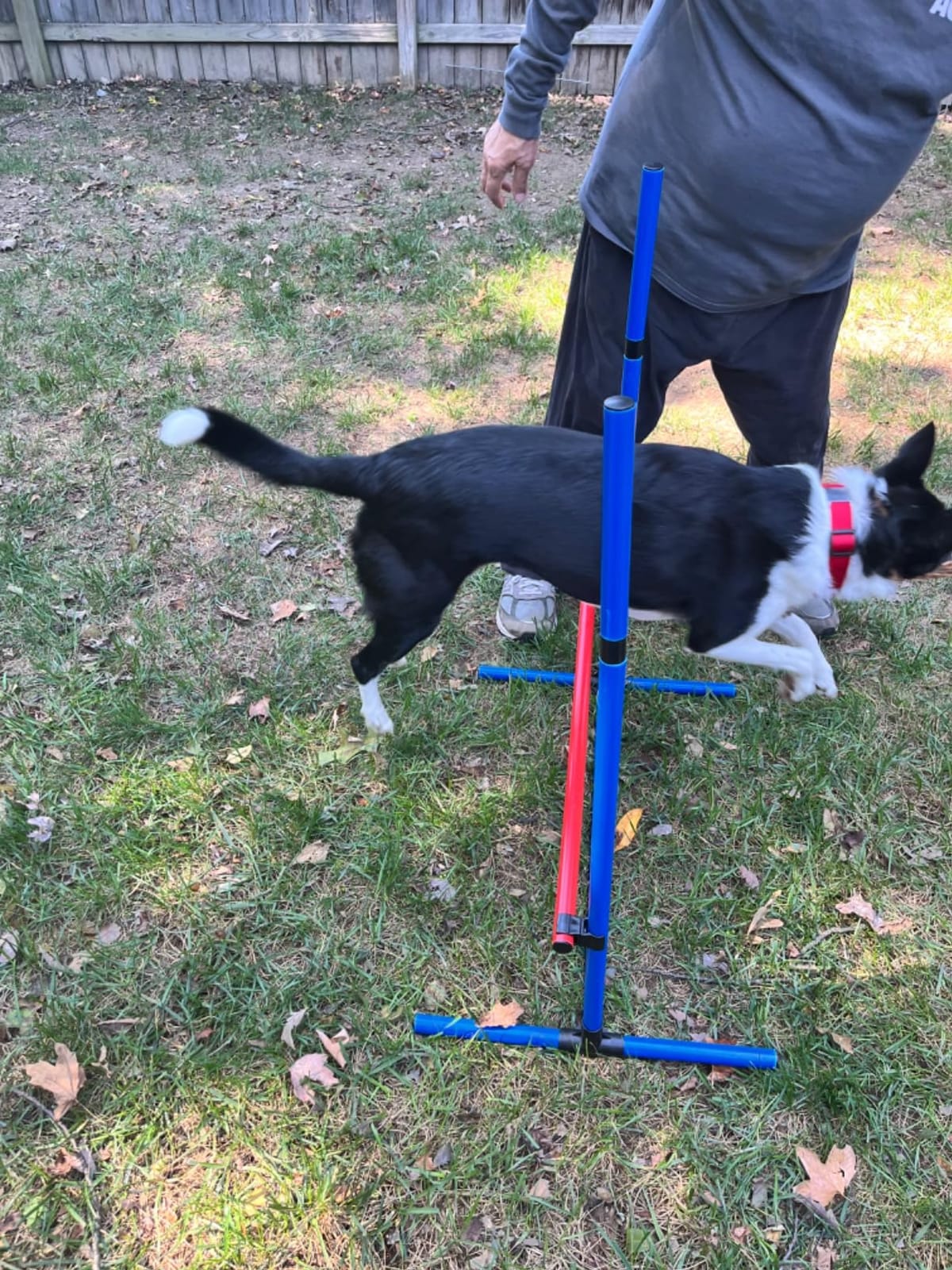 VEVOR Dog Agility Course Backyard Set, 13pcs Agility Training Equipment for Dogs, 2 Tunnels with Sandbags, Adjustable Hurdles, Weave Poles, Jump Ring, Pause Box, Puppy Obstacle Course Kit with Storage Bag customer photo 2