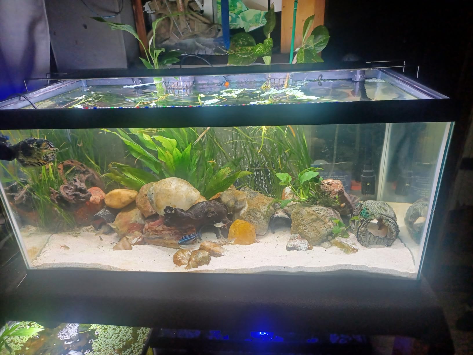 SEAOURA LED Aquarium Light with 24/7 Timer for 18-24in Fish Tank | High PAR Leds for Plant Growth, 3 Timers + Memory, 20 Dimming, 15min Fade, Adjustable Brackets, Slim Aluminum customer photo 2