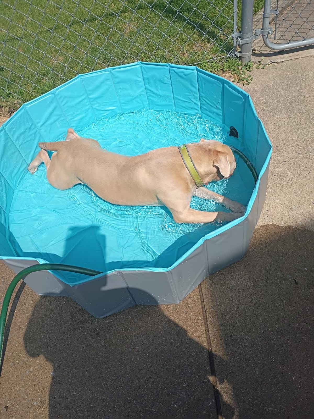 SLOOSH Foldable Dog Kiddie Pool - Portable Hard Plastic Doggie Swimming Pool, Anti-Slip Collapsible Pets Bath Tub Suitable for Kids Indoor Outdoor Backyard Use (Blue, 48