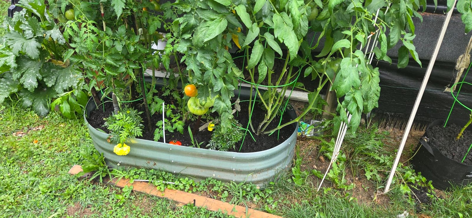 Amazon Basics Raised Garden Bed, Galvanized Steel, 48 x 24 x 12 inches, Silver customer photo 2