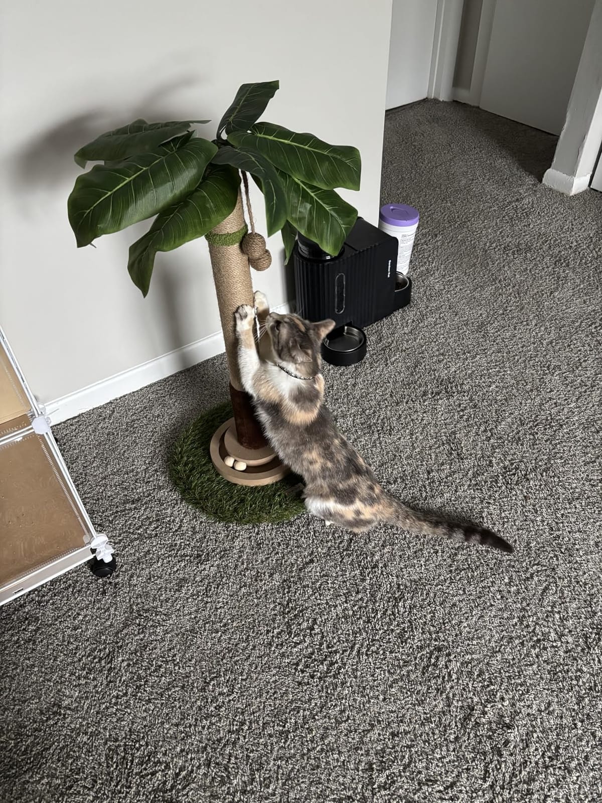 Woochpet Tall Cat Scratching Post, Cat Toys, Cat Scratcher Tree for Large Cat | Heavy Duty, Protect Sofa, Modern Boho, Cat Ball Track, Cat Tree, For Indoor Cats customer photo 1