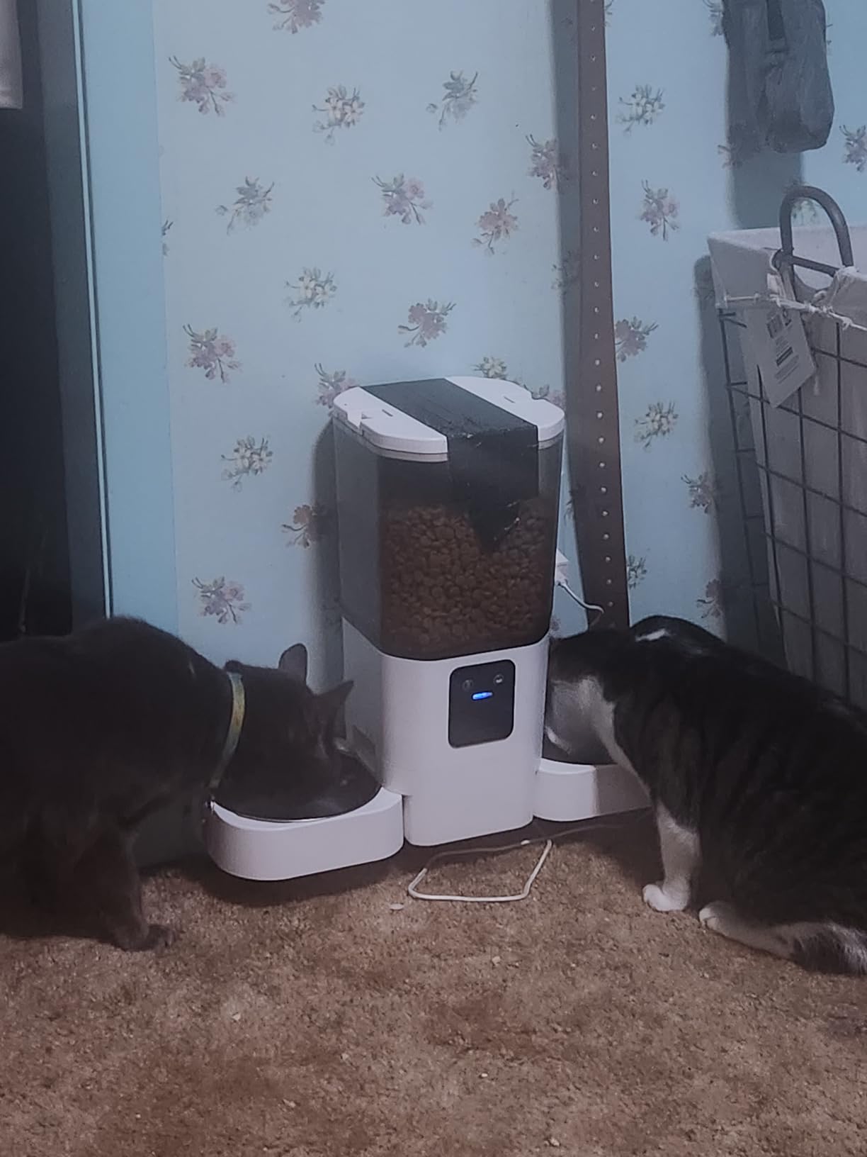 Frienhund Automatic Cat Feeder with Camera: 5G WiFi Automatic Dog Feeder with Night Vision, 7L Auto Cat Food Dispenser with 1080P Camera for Multiple Pet, Detachable for Easy Clean -29 Cup (ACF100W-B) customer photo 2