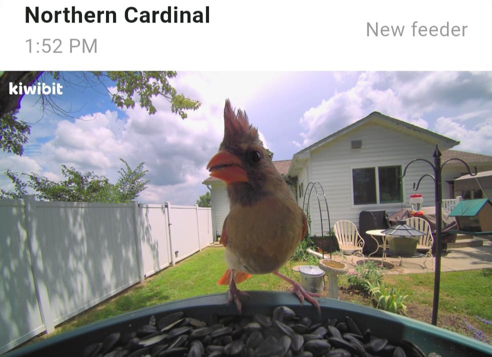 Smart Bird Feeder with 4K AI Camera Solar Powered, AI Bird Identification for 10,000+ Species, 8MP Photo customer photo 1