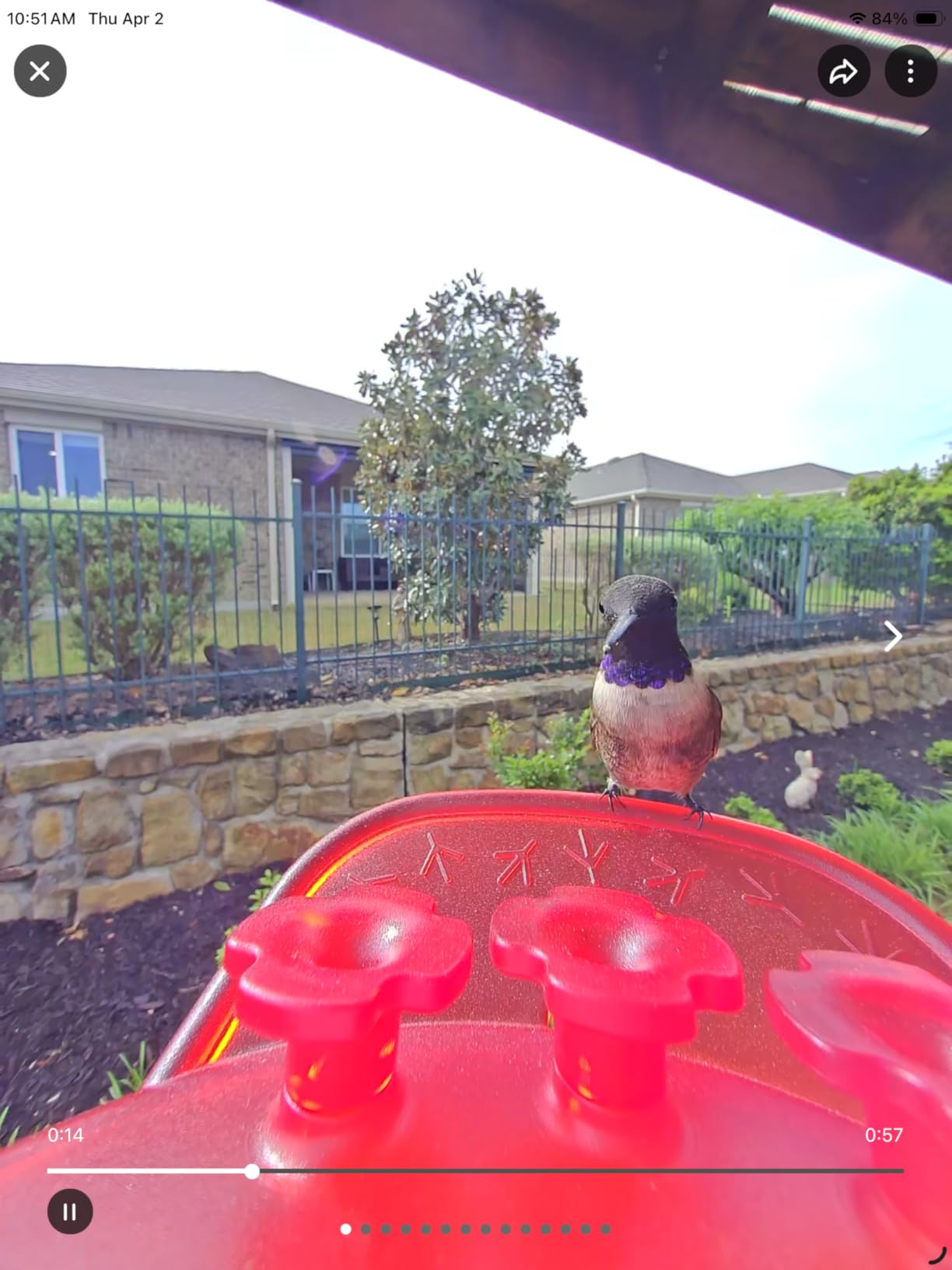 Birdbuddy Solar Hummingbird Feeder with Camera, AI Bird ID, 2K Video, Photo customer photo 1