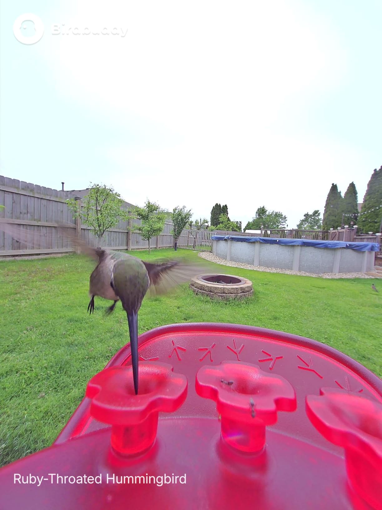Birdbuddy Solar Hummingbird Feeder with Camera, AI Bird ID, 2K Video, Photo customer photo 2
