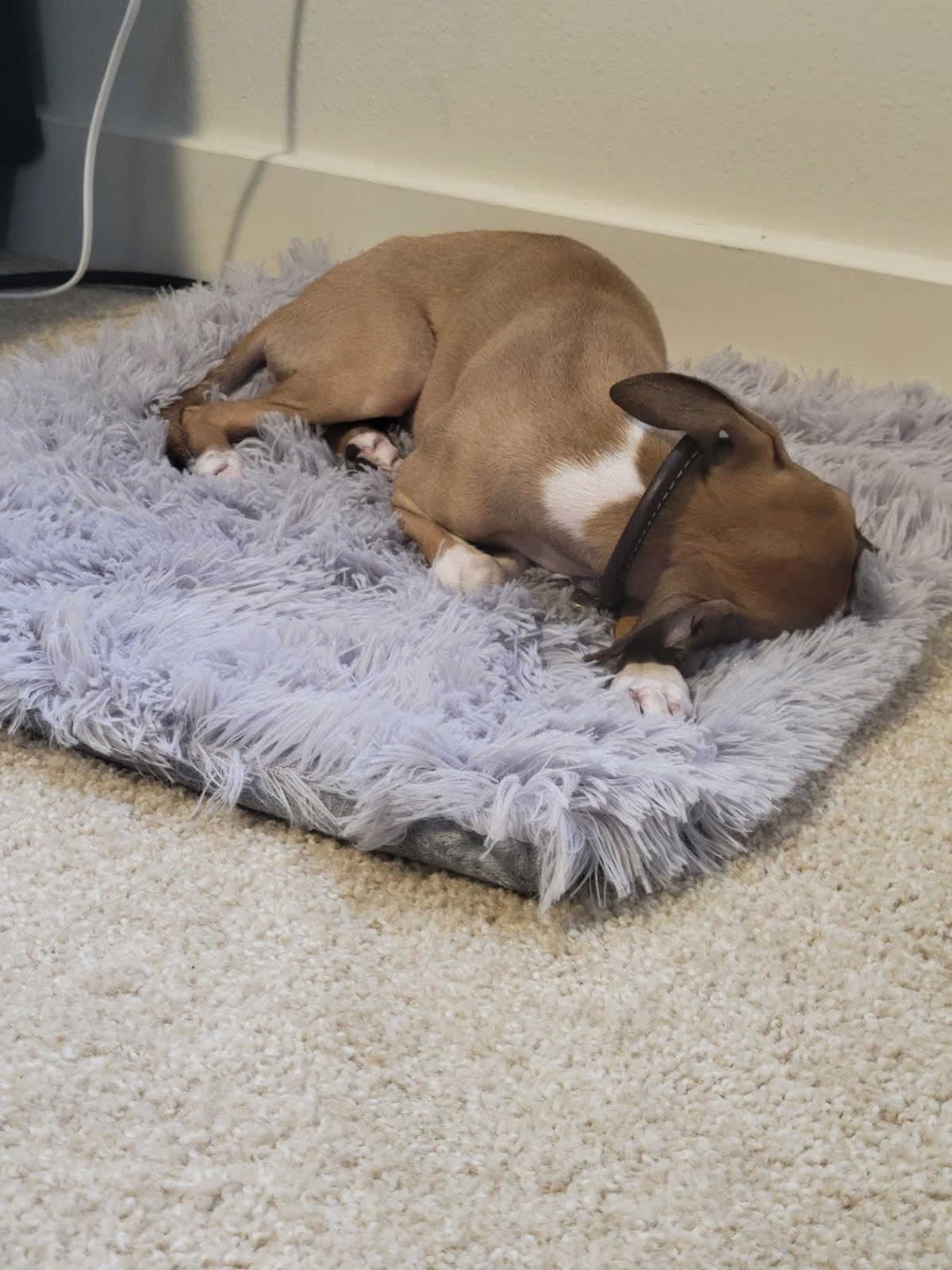 GOLOPET Extra Large Dog Heating Pad, 47x30 In with Smart Thermostat Switch and Power Line Protection Tube, Obtained MET and UL Dual Certification, Waterproof Pet Heating Pad with Long Velvet Cloth Cover customer photo 1