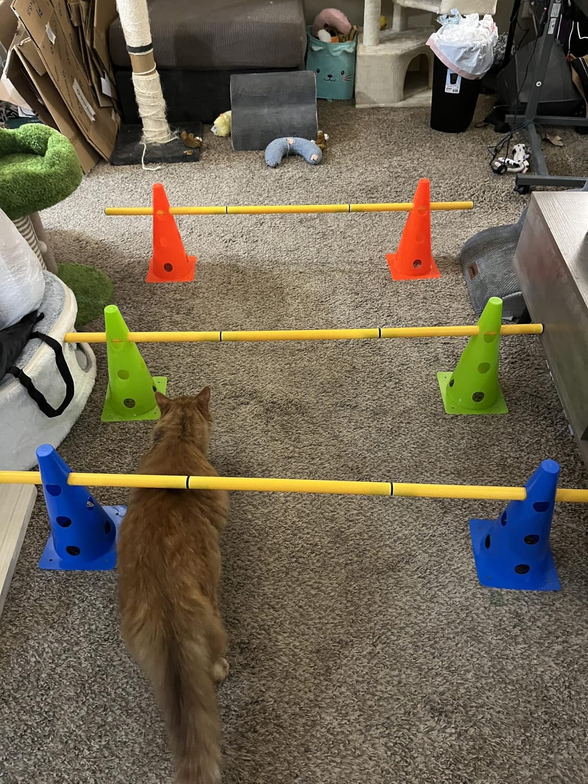 Dog Agility Training Hurdle Cone Set, Adjustable Dog Agility Equipment Obstacle Course Backyard Equipment for Pet Exercise customer photo 1