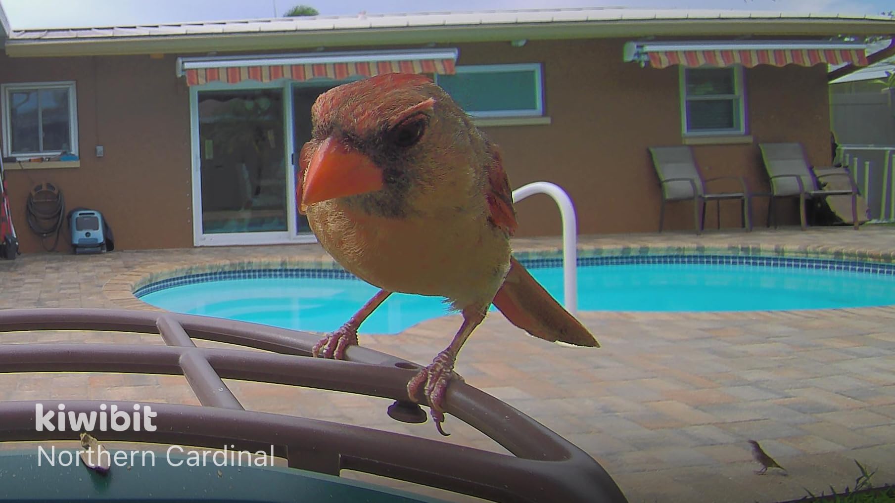 Solar Smart Bird Feeder with Camera, 4K HDR Live Video, AI Bird IDs, 8MP Photos customer photo 1