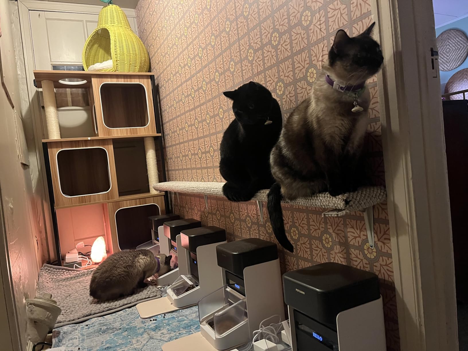 PETLIBRO RFID Automatic Cat Feeder, Collar Sensor for Personalized Meals, Cats Recognition, Diet Tracking and Anti-Stealing for Multi-Pets Homes and Different Diets, Wi-Fi Programmable Food Dispenser customer photo 1