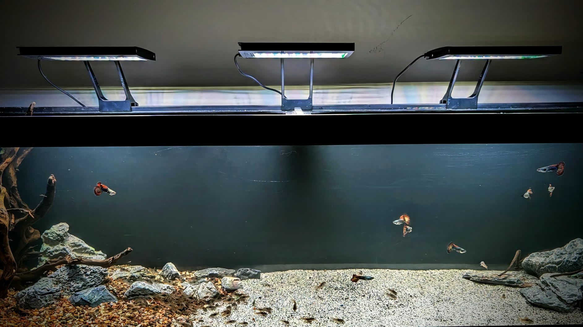 hygger Clip On Aquarium LED Light with Multi-Channel Controller, Fish Tank Light 24/7 Lighting Sunrise-Daylight-Moonlight and DIY Mode, Adjustable Timer/Brightness Light 7 Colors for Freshwater (2) customer photo 1
