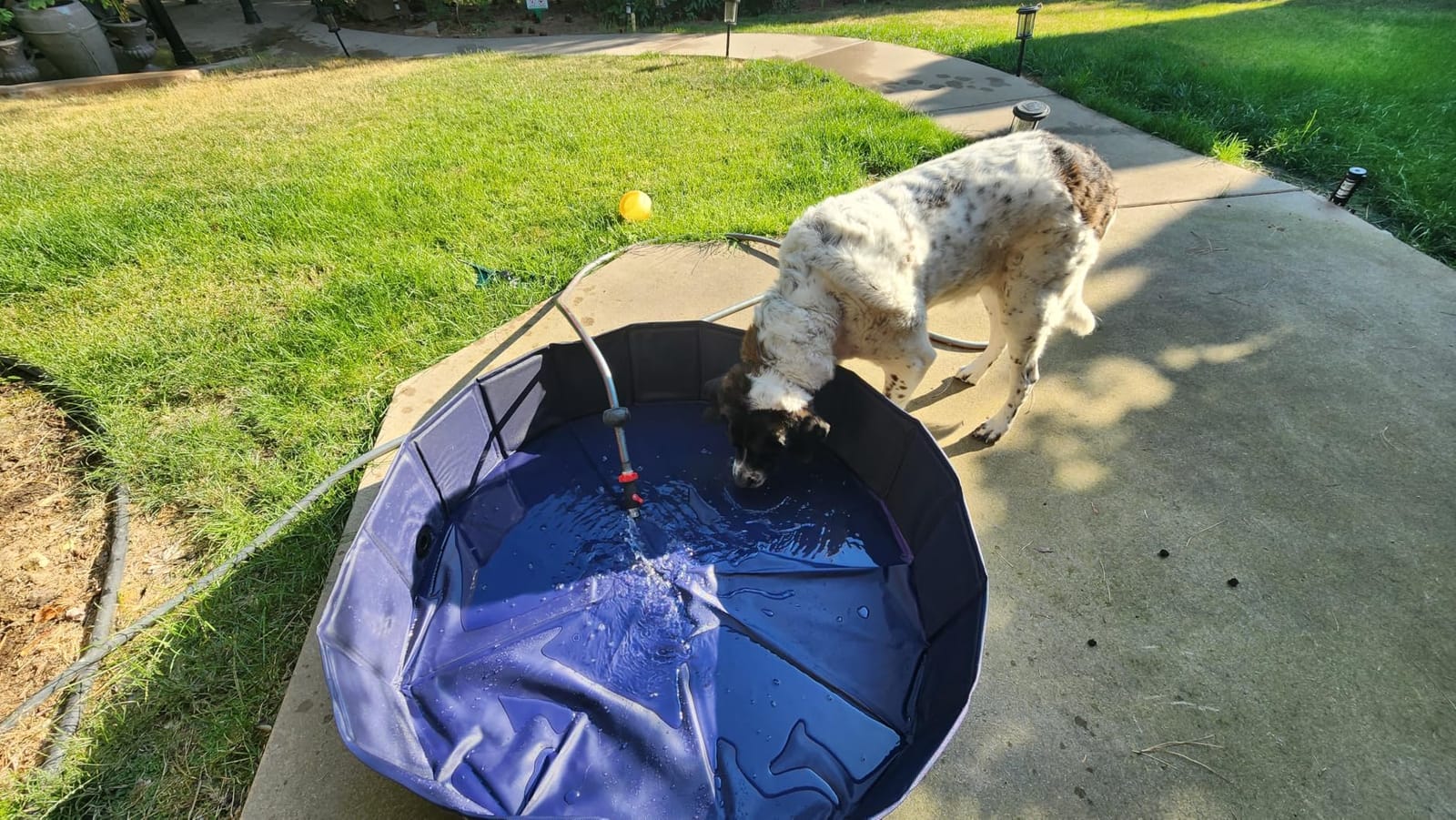 Dog Kiddie Pool for Small Medium Large Dogs, Multiple Pets, 63