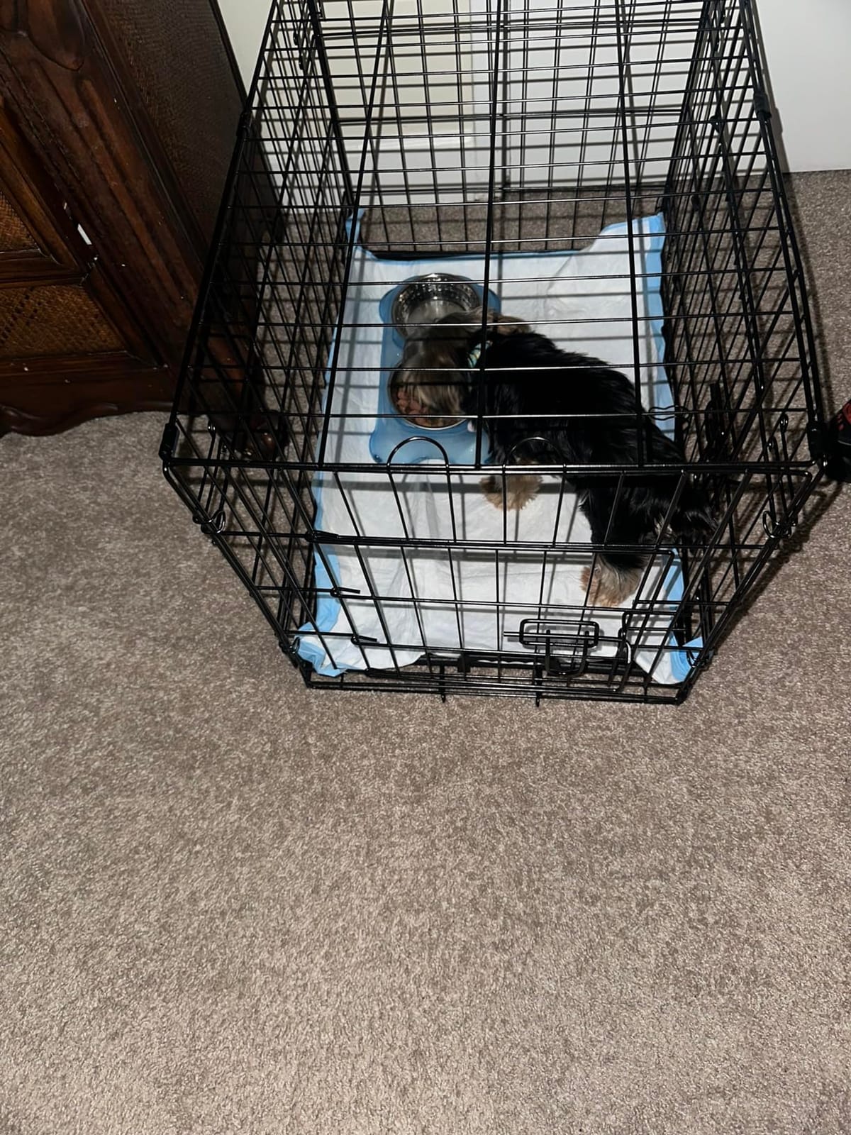 Sweetcrispy Dog Crate 42 Inch, Medium Large Dog Cage, Foldable Pet Kennel | Double Door, Metal Kennel, Secure Lock, Removable Tray, Indoor Outdoor Training Travel customer photo 1