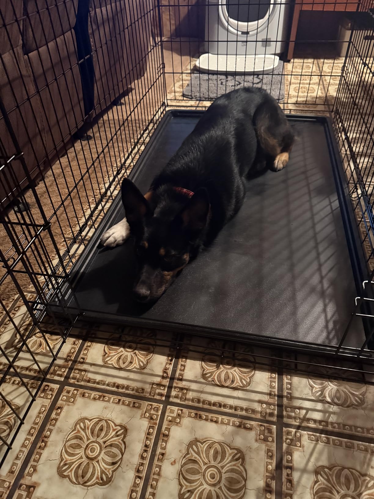 Sweetcrispy Dog Crate 42 Inch, Medium Large Dog Cage, Foldable Pet Kennel | Double Door, Metal Kennel, Secure Lock, Removable Tray, Indoor Outdoor Training Travel customer photo 2