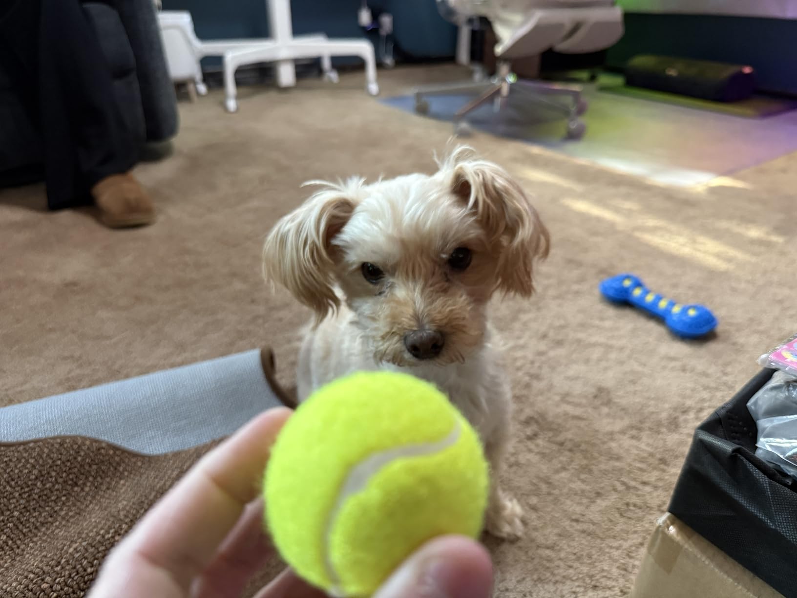 Automatic Dog Ball Launcher, Interactive Fetch Machine for Small Medium Dog | USB rechargeable, 3 adjustable launch distances (15, 30, 45 ft), includes 6 ETPU balls. Perfect for Indoor & Outdoor Use customer photo 1