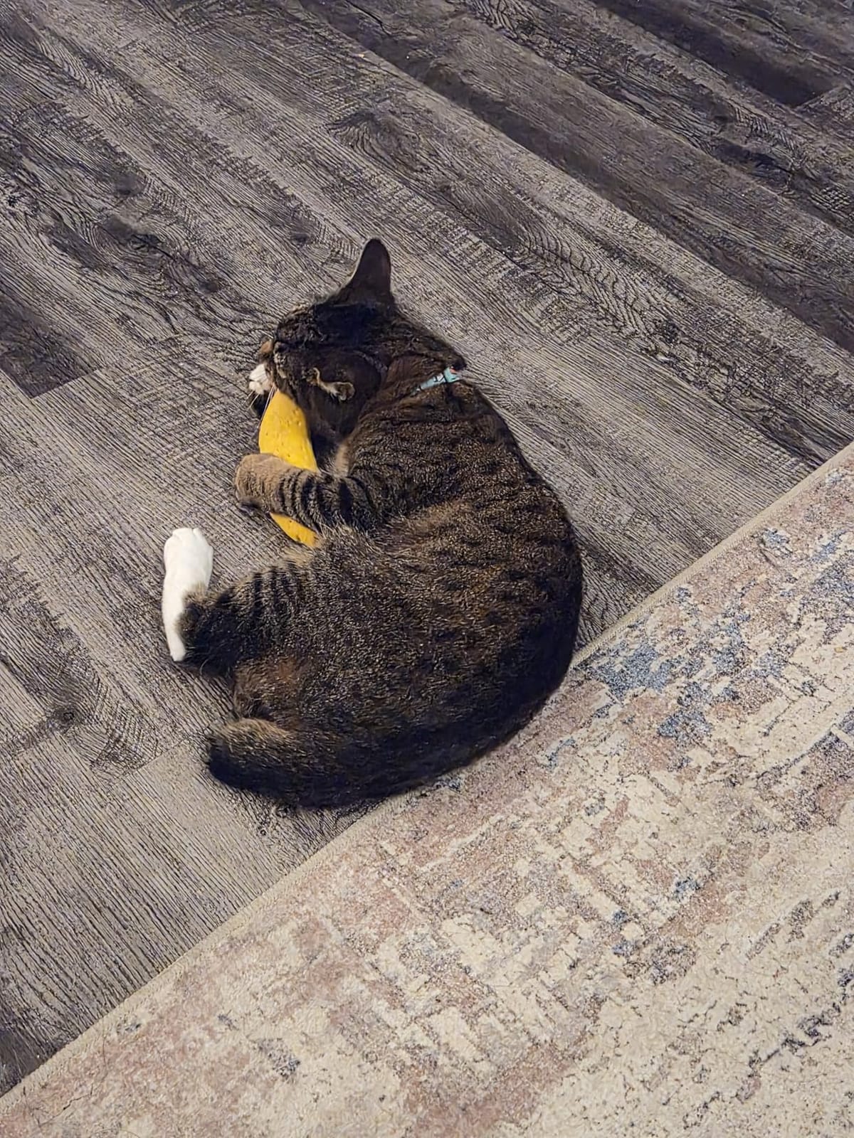 Yeowww! Catnip Chi-CAT-a Banana Toy for Cats - 7 Inches - Durable Cotton Twill - Made in the USA - Stuffed with Organically Grown Catnip customer photo 2