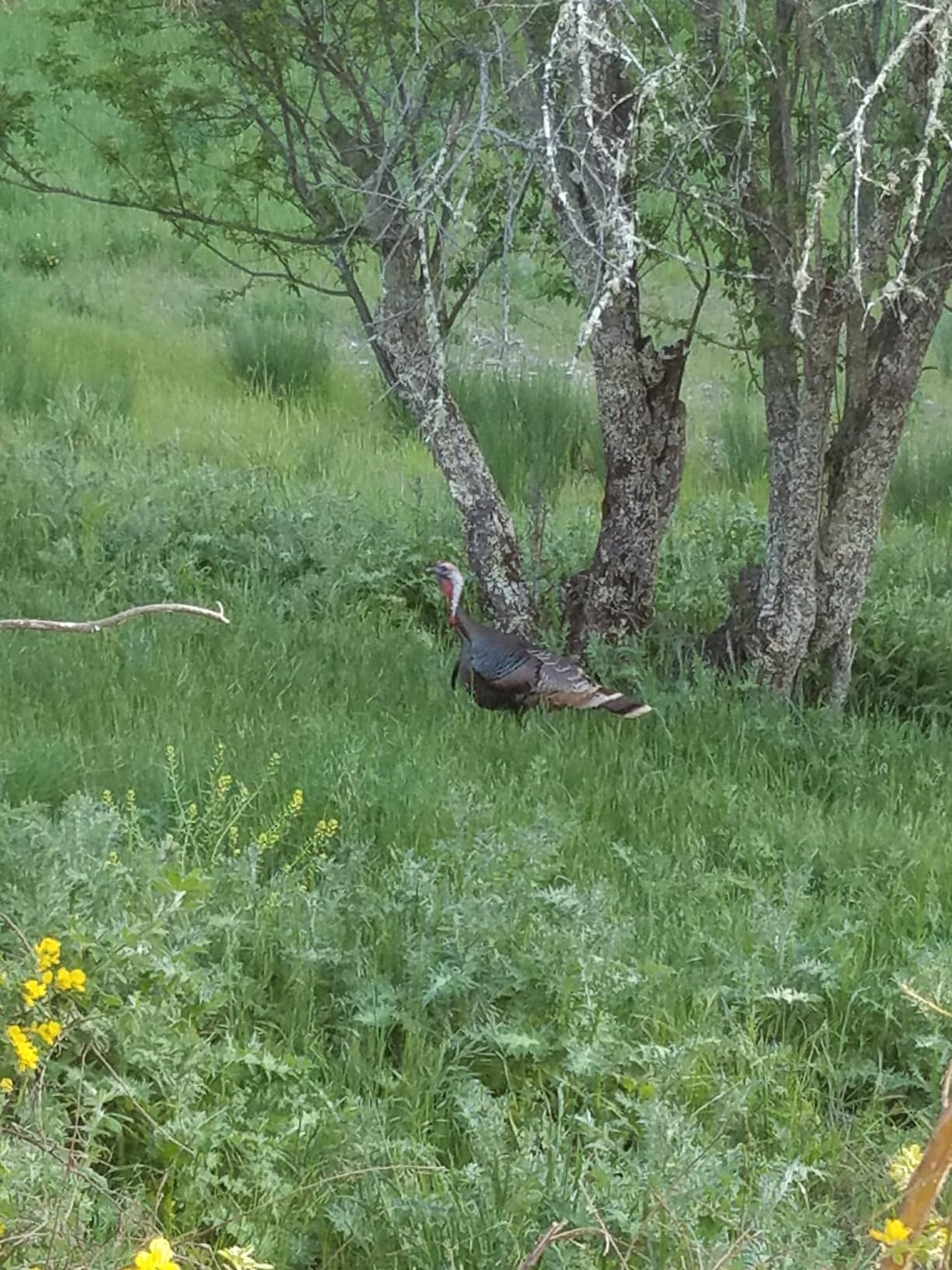 PRIMOS Hunting The Gobbler Shaker Call Turkey Call with Silencer Cap customer photo 2